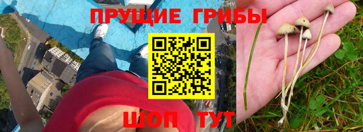 Псилоцибиновые грибы GOLDEN TEACHER  Кохма 